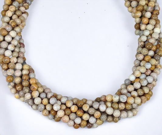 Fossil Coral Round-0